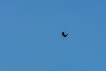 vogel fliegt am himmel