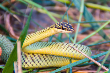 Cute golden tree snake (Chrysopelea ornata) is slithering on cluttered grass. Chrysopelea ornata is also known as golden tree snake, ornate flying snake, golden flying snake, found in Southeast Asia.
