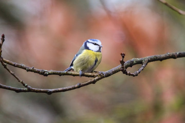 Naklejka premium bluetit
