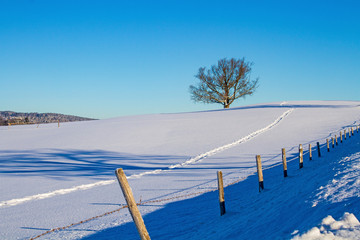 Allgäu - Schnee  - Panorama - Baum - Zaun - Spur