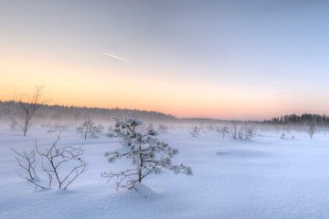 Frosty morning in raised bog. Landscape with the frozen plants. Latvia.
