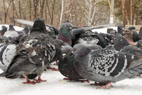 City pigeons while eating bread crumbs. Feeding birds in winter