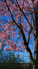 Cerisier du japon reflets