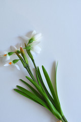 bouquet of fresh snowdrops on a white table. Spring mood