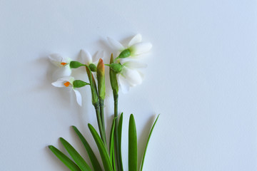 bouquet of fresh snowdrops on a white table. Spring mood