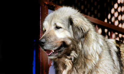 Sharplaninec - Macedonian Sheep Dog 