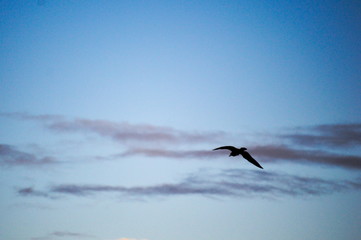 Seagull fliying over the cantabrian coast