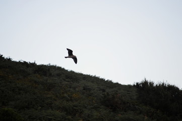 Seagull fliying over the cantabrian coast