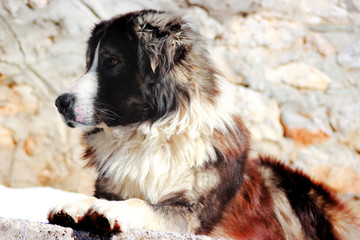 Sharplaninec - Macedonian Sheep Dog 