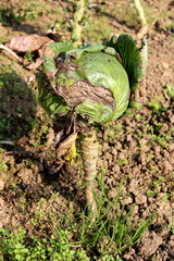 Partially dried Cabbage or Headed cabbage leafy green annual vegetable crop with thick dark green and dried brown leaves formed in cabbage head planted in local garden on warm sunny day