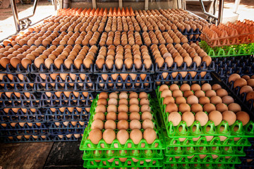 Eggs, food, agriculture, organic, fresh, market, health, protein, breakfast, 