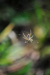A spider working on its web