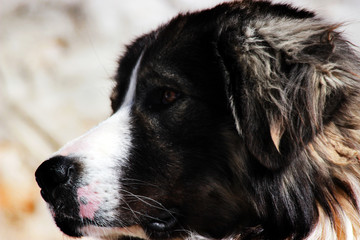 Sharplaninec - Macedonian Sheep Dog 