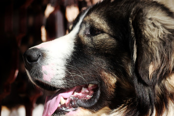 Sharplaninec - Macedonian Sheep Dog 