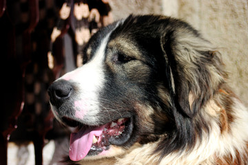 Sharplaninec - Macedonian Sheep Dog 
