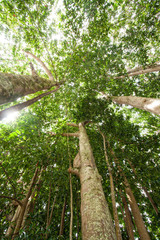 Trees in forest, green, tall, growing, nature, natural, vertical image