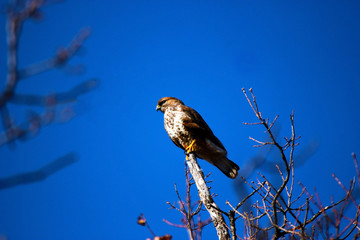 Lanner mountain falcon (Falco biarmicus) 