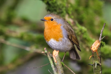 robin