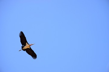 Marabu