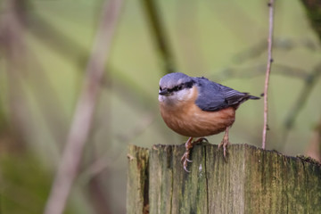 nuthatch