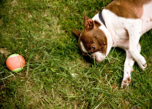 Dog with ball, french bulldog, domestic animals, man's best friend, lazy, grass, dog laying down, tennis ball, animal lovers, pets, colorful, horizontal image
