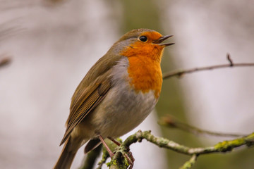 robin