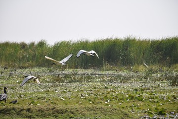 Heiliger Ibis i Flug