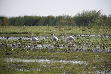 Obraz na płótnie Canvas Flamingos bei der Balz