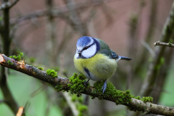 bluetit