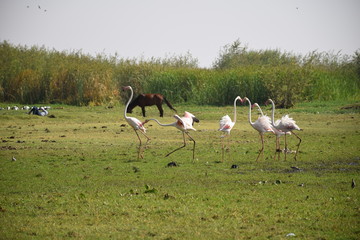 Flamingos bei der Balz