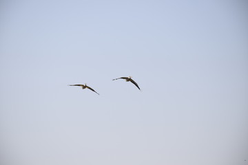 Fototapeta na wymiar Pelikane im Flug