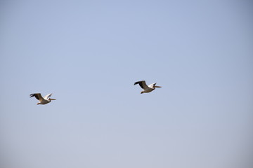 Pelikane im Flug