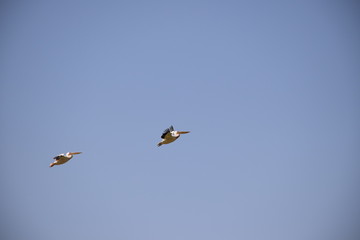 Pelikane im Flug