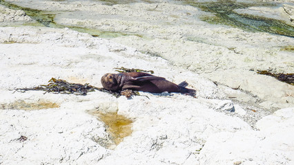 Peninsula Seal Colony in Kaikoura, New-Zealand