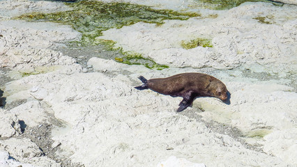 Obraz premium Peninsula Seal Colony in Kaikoura, New-Zealand