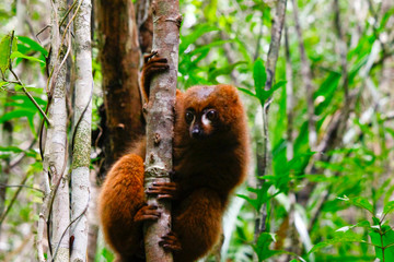 Red-bellied lemur (Eulemur rubriventer), Rainforest, Ranomafana National Park, Madagascar