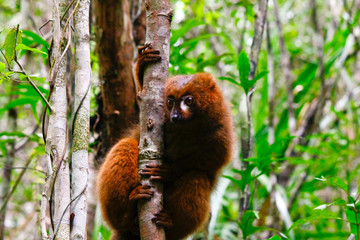 Red-bellied lemur (Eulemur rubriventer), Rainforest, Ranomafana National Park, Madagascar