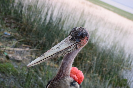 Marabu