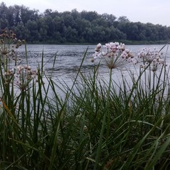 lake with reeds