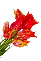 Bouquet of colored tulips, isolated on white background