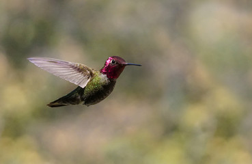 Fototapeta na wymiar Close Up of a Small Hummingbird in Flight