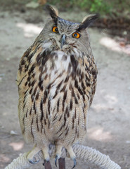Mirada de búho