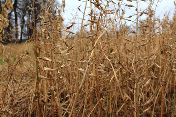 Fototapeta premium Die trockenen Feldpflanzen
