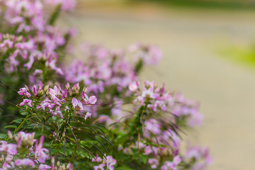 Obraz premium Pink Cleome hassleriana flower on the flowerbed in the garden. Species of Cleome are commonly known as spider flowers, spider plants, spider weeds, or bee plants.