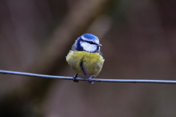 bluetit