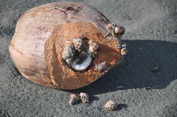 Hermit crabs eating coconut Costa Rica