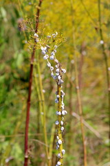 Plant with branches completely full of small white snails with black lines and ants with other green and yellow plants in background on warm summer day