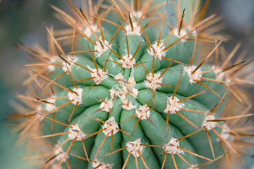 Cactus Family, close-up barrel cactus. thorn cactus texture background, close up