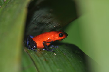 Dendrobates frog Costa Rica