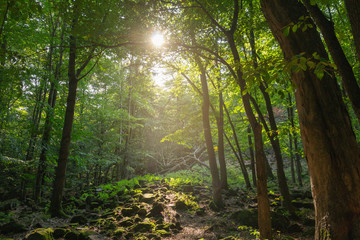 Sun in forest